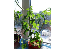 �������� ���������.JPG