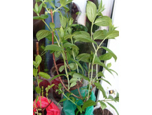 ��������� ��� ����������� � ���.���� �����.JPG