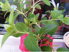 ��������� �����.������ �����.JPG