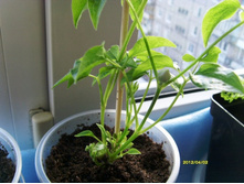 �������� ���� ������.JPG