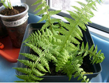 ���������� ���� �� ���.JPG