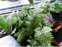 ���������� ��� �����.JPG