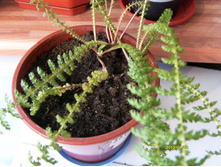 �������� (�����).JPG