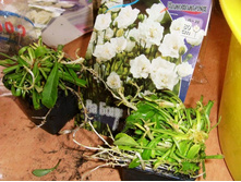 ������ ������������� ��������.JPG