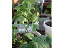 Pelargonium elongatum.������