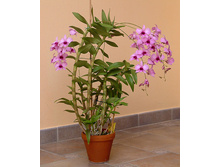 ���������� 2.jpg