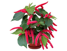 ������� �������������������.jpg