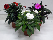 ��������� 1.jpg