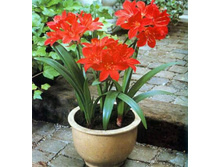 ������� ���������.jpg