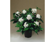 �������� �������������.jpeg