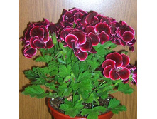 ������ ����������� �����-��������.jpg