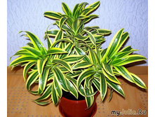 ������� ���������.jpg