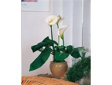 ����������� ��������� (�����).jpg