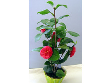 ������� ��������.jpg