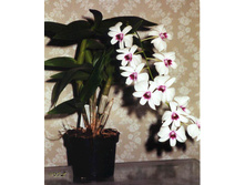 ����������� ����������.jpg