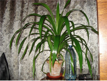 �������� .jpg