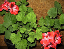 ���������� (������) �������.jpg