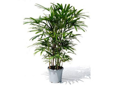 ����� �������.jpg