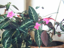 ������� �����.jpg