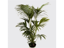 ����� ��������.jpg