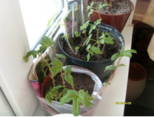 ������ ��������.JPG