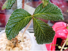 ��������� �������� �����.JPG