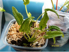 ������ ������.JPG