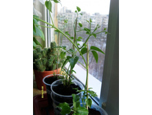 ��� ���������.JPG