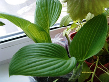 ����� �� ����.JPG