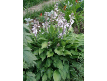 ����������(�������,��������)(No4)