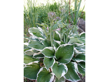 �������(No3-5,No5-2)