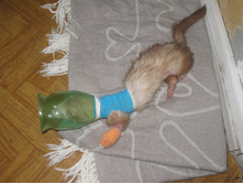 ����� ��������