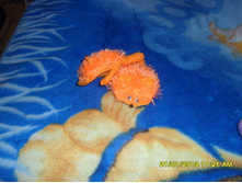 SAM_3193.JPG �������-����� �� 1-1,5 �.