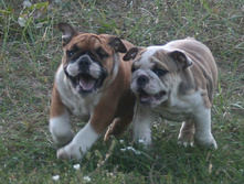 ����� ������� 009.jpg