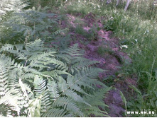 ������, ����, ������������ ��������