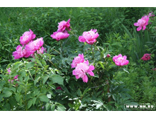 �������� ���������