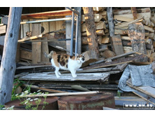 ������������ �����