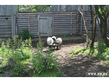 �������� ����