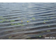 �������� �����