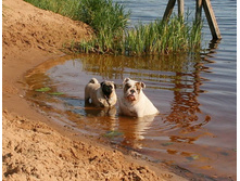 16 ������� �������� ������� 334.jpg