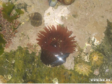 ������� ���������