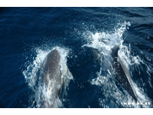 �������� � ���������