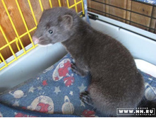 ������ ���������...