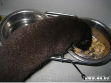 ���� ������������