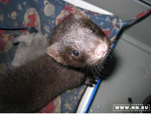 ��� ��� ���?