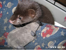 ����� ���������