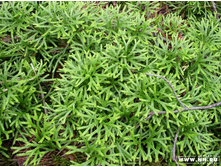 ������� ���