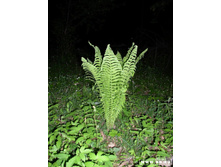 ����� ��������