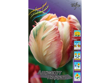 4521480.Tulipa_Apricot_Parrot.jpg
