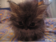 ������ �������